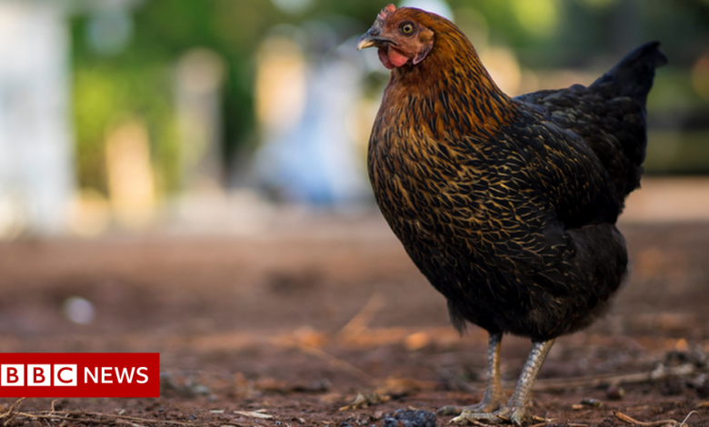 Bird flu is found at sites in Yorkshire and Lancashire