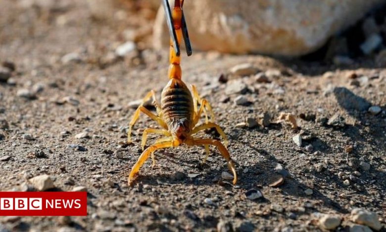 Egypt: Scorpions kill three and injure hundreds in Aswan