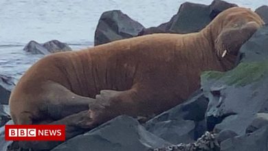 Arctic walrus spotted on Northumberland beach