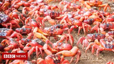 Red crabs swarm all roads and bridges in Australia