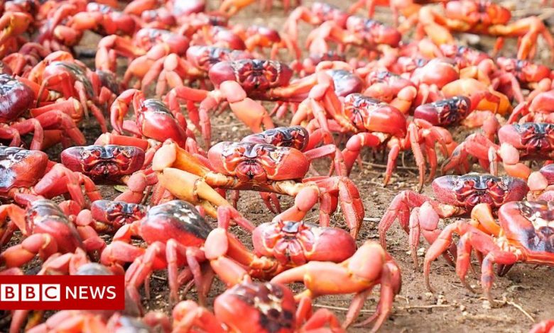 Red crabs swarm all roads and bridges in Australia
