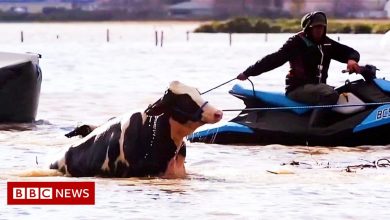 British Columbia storm: Cows saved from storm floods by jet skis