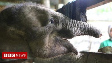 Baby elephant dies after losing half its trunk in a poacher's trap