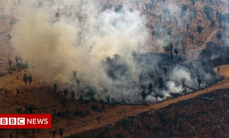 Brazil: Amazon sees worst level of deforestation in 15 years