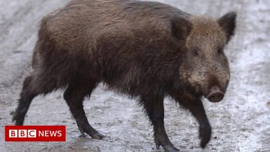 Barcelona solves roaming wild boar problem