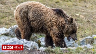 Bear was shot dead by a 70-year-old hunter in France