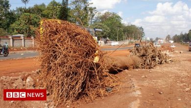 Tree felling in Kenya sparks anger on Nairobi's new highway