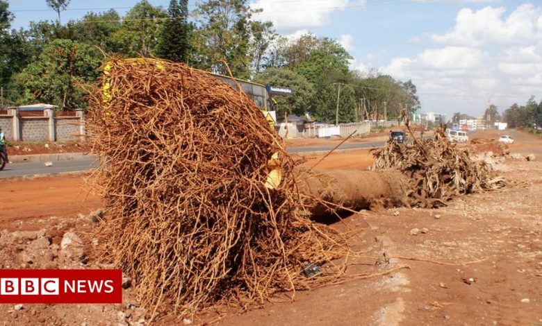 Tree felling in Kenya sparks anger on Nairobi's new highway