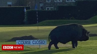 Pigs injure golfer and force closure of Lightcliffe Golf Club