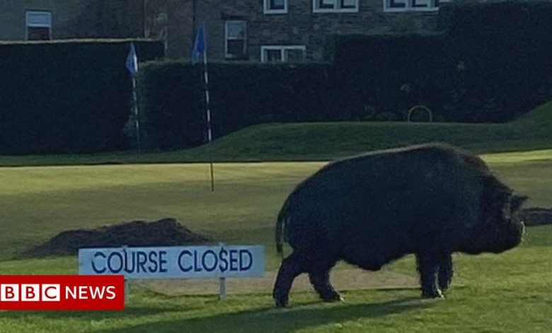 Pigs injure golfer and force closure of Lightcliffe Golf Club