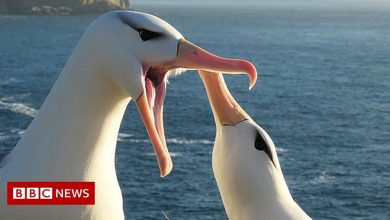 Study says climate change causes albatross divorce