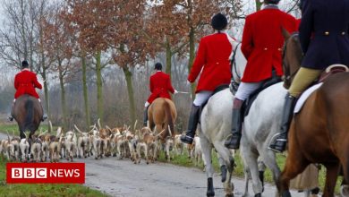 National Trust bans trail hunting on its land