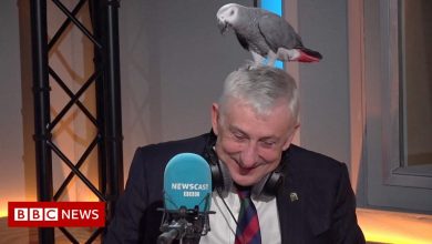 Boris's ruffled Commons Speaker on Newscast