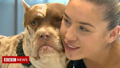 Essex family reunited with stolen dog after online appeal