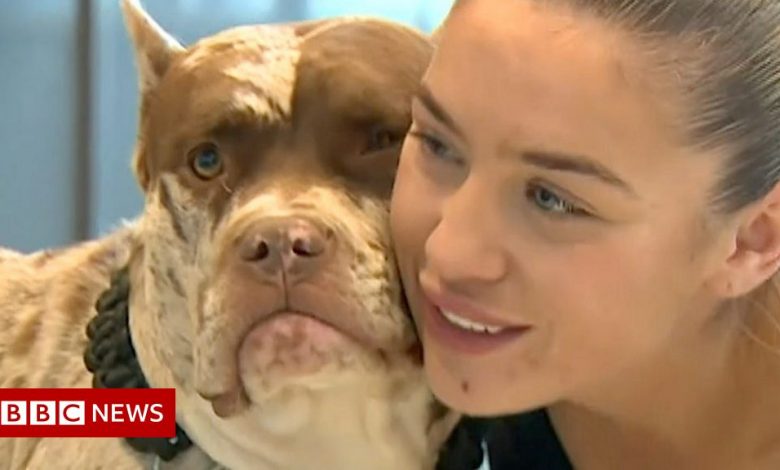 Essex family reunited with stolen dog after online appeal