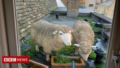 Sheep on the roof of Cambridge causes widespread outrage