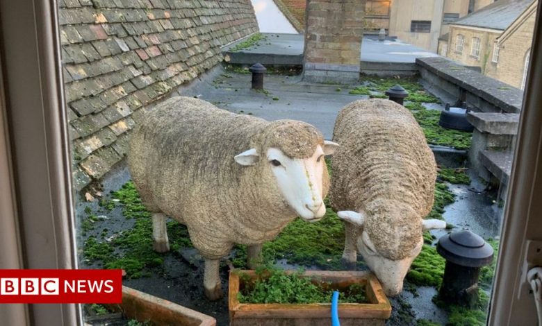 Sheep on the roof of Cambridge causes widespread outrage
