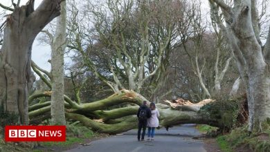 Storm Arwen: Dark Hedges Trees Toppled By Strong Winds