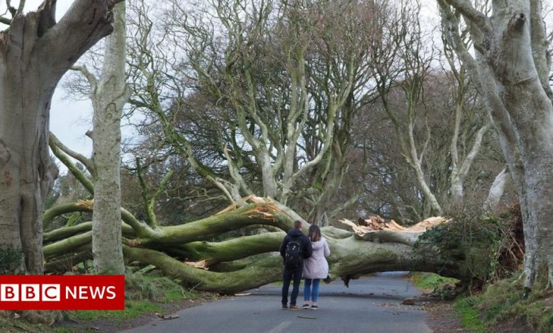 Storm Arwen: Dark Hedges Trees Toppled By Strong Winds