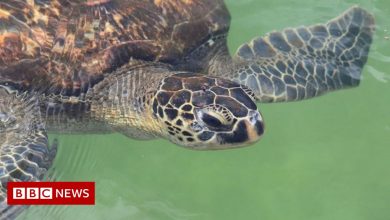 Tanzania: Seven people die in Zanzibar after eating poisonous turtle meat