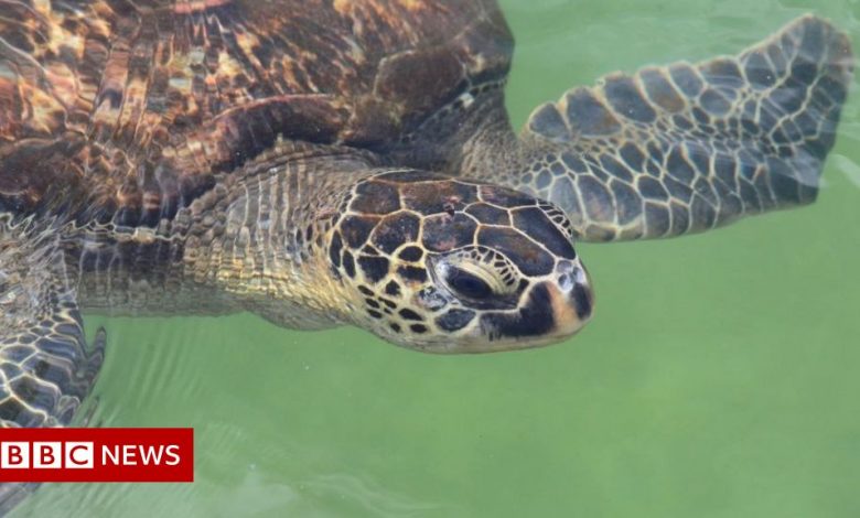 Tanzania: Seven people die in Zanzibar after eating poisonous turtle meat