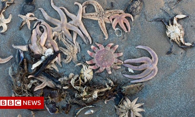 Hurricane Arwen: Hundreds of starfish wash up on the beach