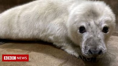 Norfolk seals are Storm Arwen's casualties