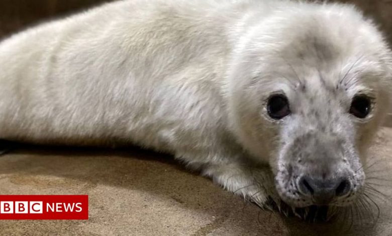 Norfolk seals are Storm Arwen's casualties