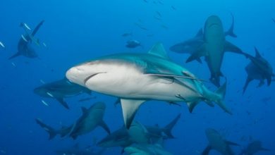 IUCN Red List: Sharks in “Desperate” Decline