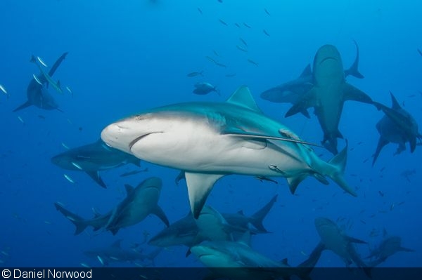 IUCN Red List: Sharks in “Desperate” Decline
