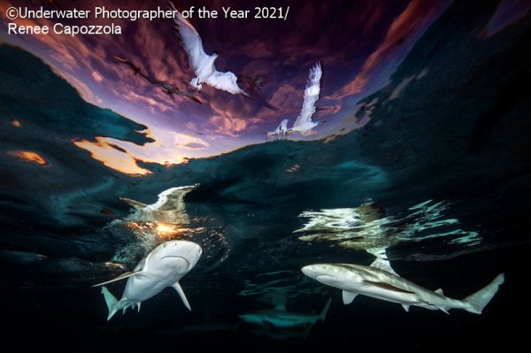 Underwater Photographer of the Year 2022 Open for Entries