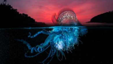 Ocean Photography Awards 2021 Finalists Unveiled