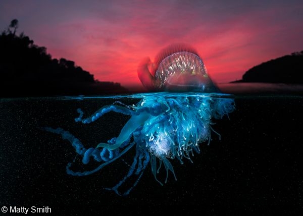 Ocean Photography Awards 2021 Finalists Unveiled