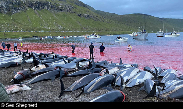 More Than 1,400 Dolphins Slaughtered in the Faroe Islands