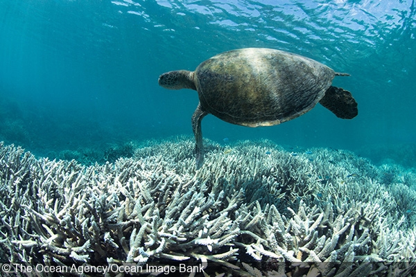 14 Percent of Corals Has Been Lost Due to Rising Sea Temperatures