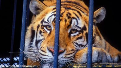 Caged Tiger Is Finally Set Free After A Long Life Of Severe Abuse