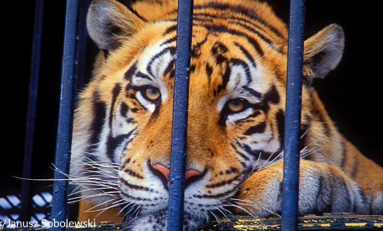 Caged Tiger Is Finally Set Free After A Long Life Of Severe Abuse