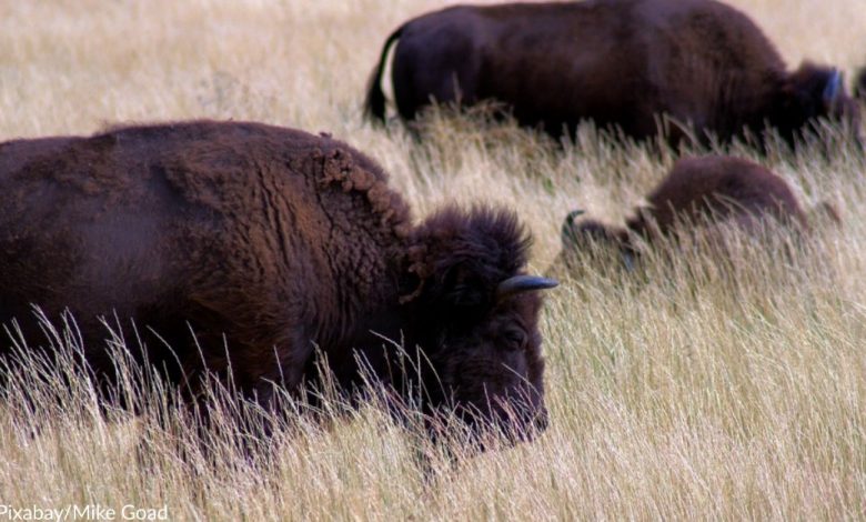10 Animals Hit And Killed in 14 Days In Grand Teton National Park
