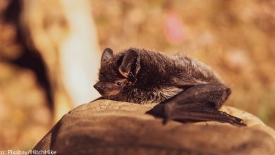 Long-Tailed Bat Swoops In And Wins New Zealand's Bird Of The Year