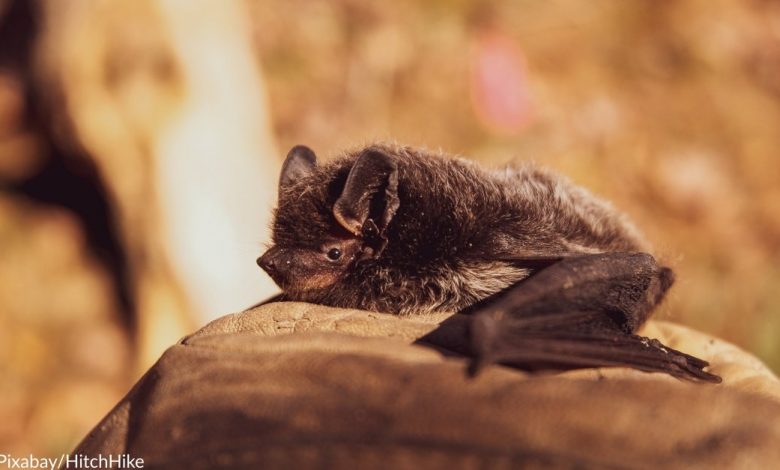 Long-Tailed Bat Swoops In And Wins New Zealand's Bird Of The Year