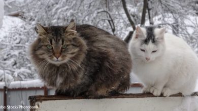 Two Cats Rescued From Bad Conditions Become Best Friends