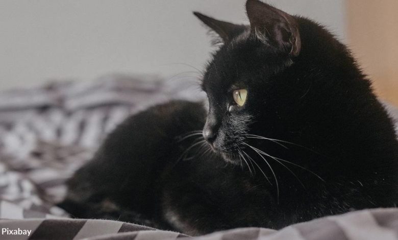 Man Breaks Up With Girlfriend After She Dumps His Black Cat Outside