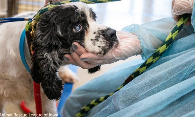 Over 500 Dogs and Puppies Rescued From "Nightmare Puppy Mill" In Iowa