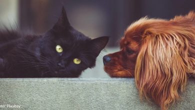 7 Ways To Give Back During Animal Shelter Appreciation Week