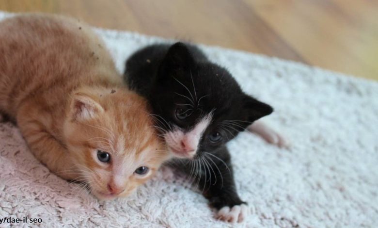Couple That Has Never Owned Pets Saves Newborn Kittens