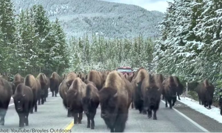 Couple Shocked When Herd Of Bison Surrounds Their Car In Yellowstone National Park