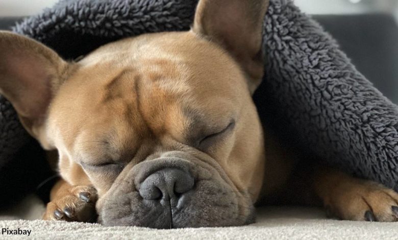 French Bulldog Reunited With Owner After Being Stolen At Gunpoint