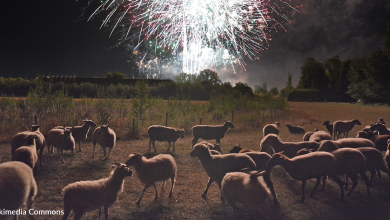 Setting Off Fireworks In The UK That Causes "Suffering" To Animals Could Land You A Hefty Fine Or Time In Jail