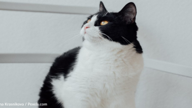 Watch This Cat React To A Printer With Funny Dodge Moves