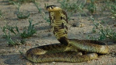 Snake bites man in his genitals: case report
